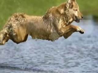Most Funny Best of Funny cats, cute cats, Top 10 funny dogs, funny animals funniest videos7