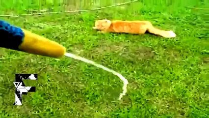 New Funny Animals _ Funny Cats _ Funny Dogs _ Funny Animals Videos Compilation