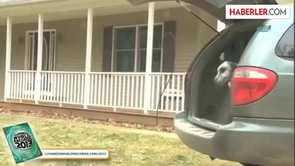 O Dünyanın En Uzun Köpeği İdi