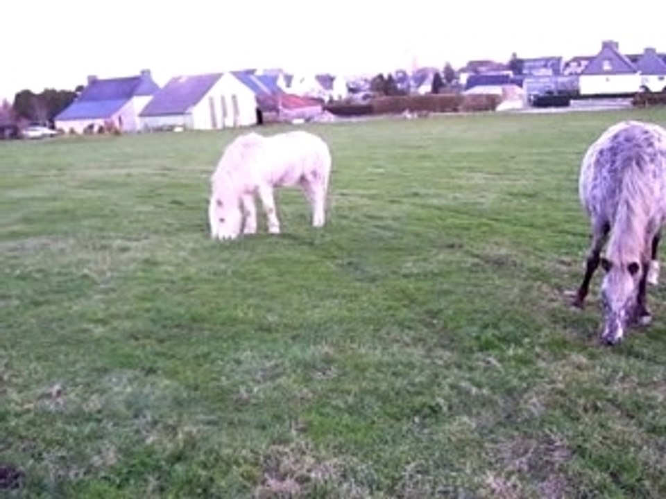 Flam et Cie au champ