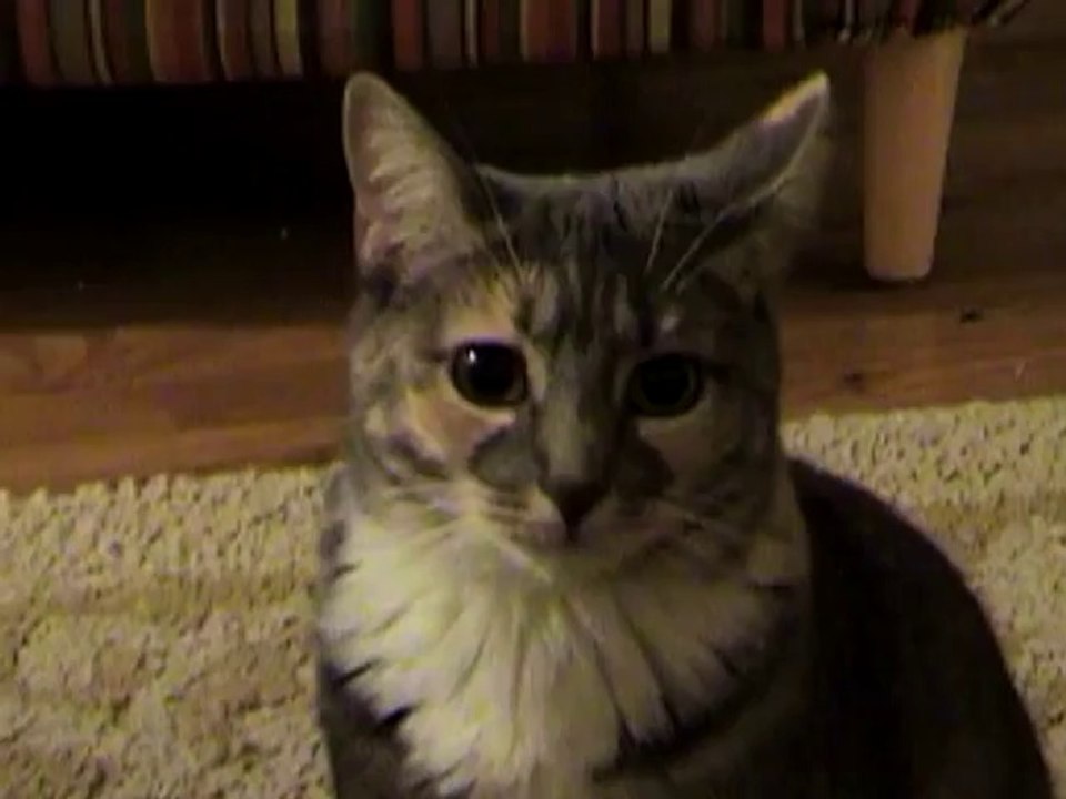 Very Funny Cats