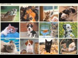 very funny dogs and cats cute cats¡¡¡¡
