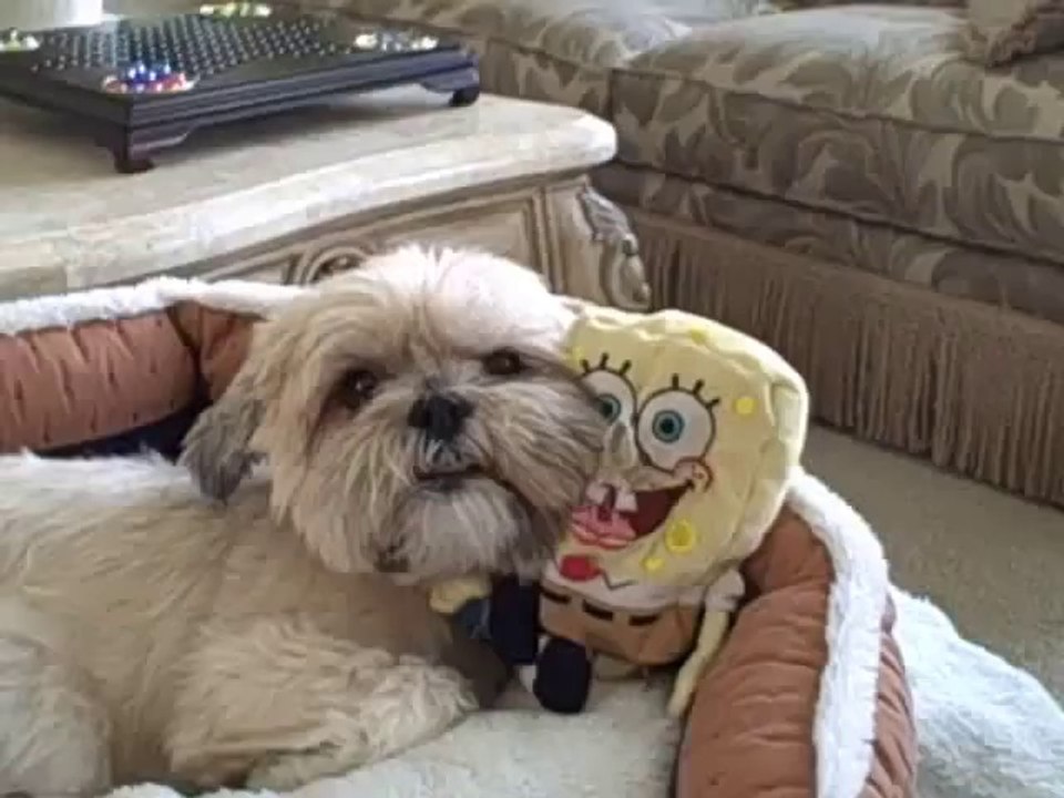 very funny dogs(2)