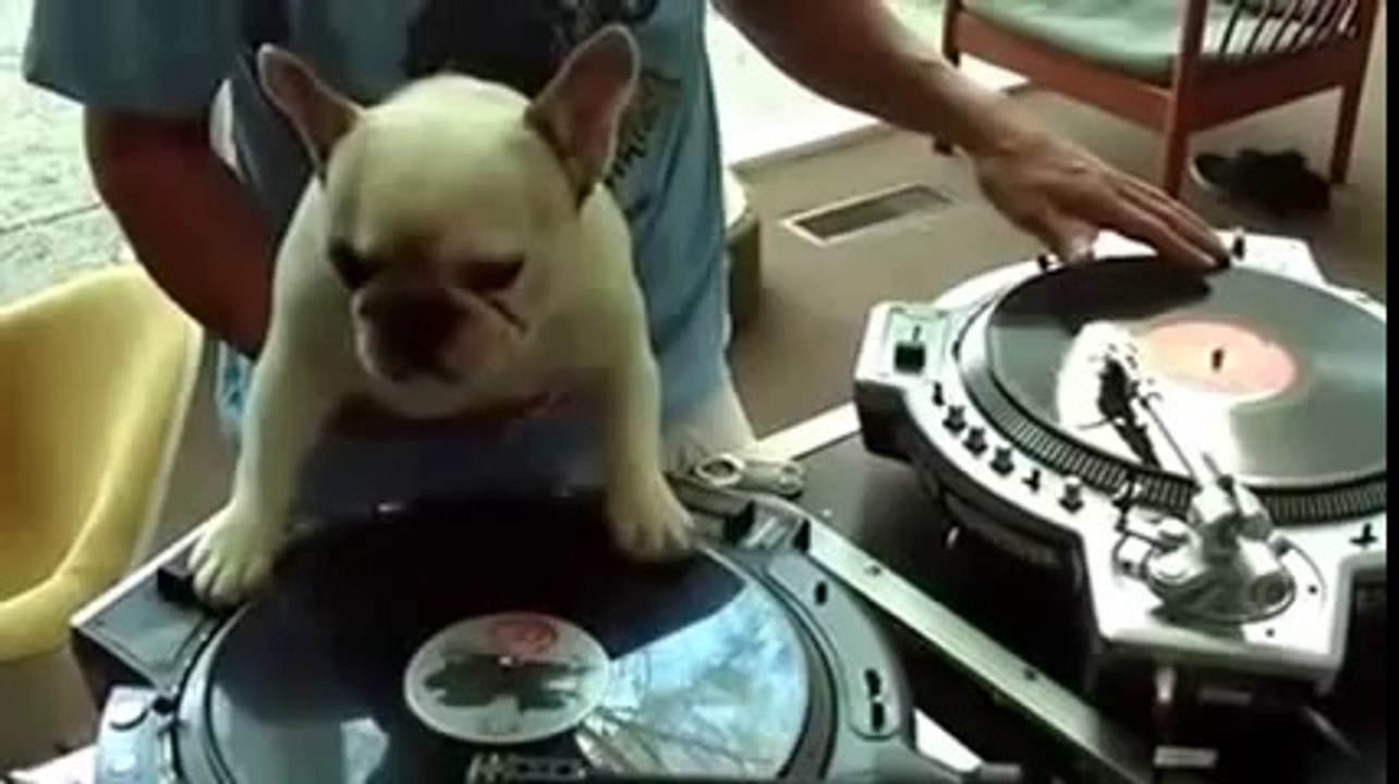 Very Funny Videos - Funny Dogs Compilation - Animal Compilation