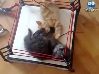 L'incontro di wrestling più dolce del mondo