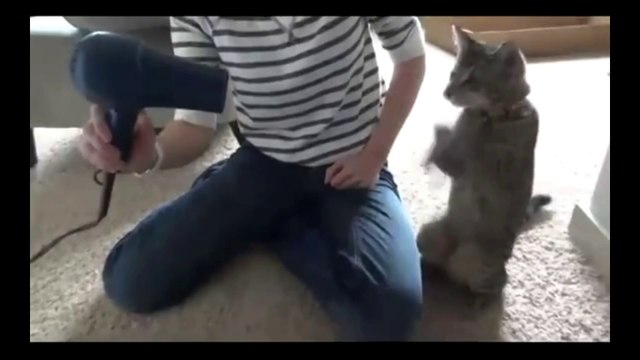 Кошки и бытовая техника