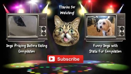 Best Funny Video New Compilation 2014 Animals, Babies, Accidents, Fails, Russia, Stupid, People, V(6)