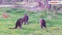 Dişi Kanguruyu Elde Etmek İçin Kavga Eden Erkek Kangurular