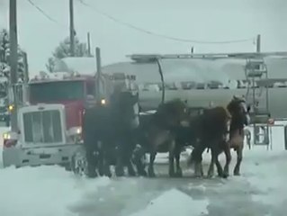 New Animal Funny Videos 2014 _ Horse Power Funny Videos