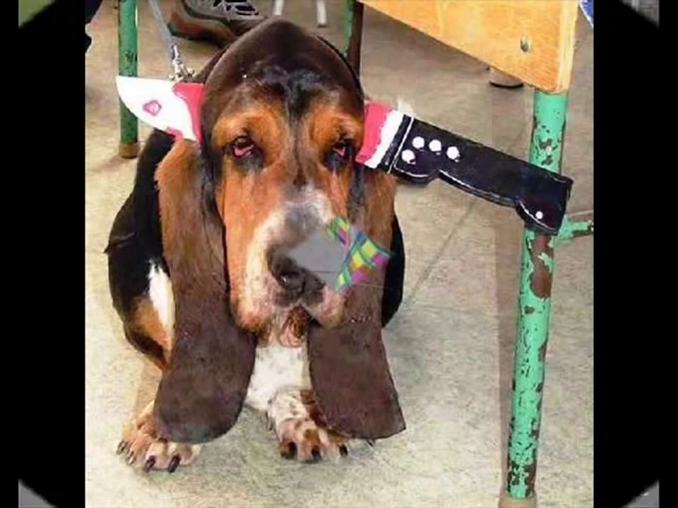 Why Dogs Bite People (VERY Funny and Cute Dog Pictures)