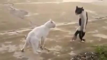Bruce Lee cat