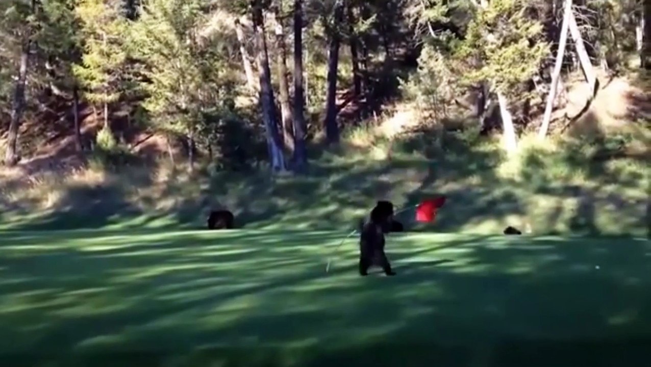 Le pole dance de l'ours du Canada