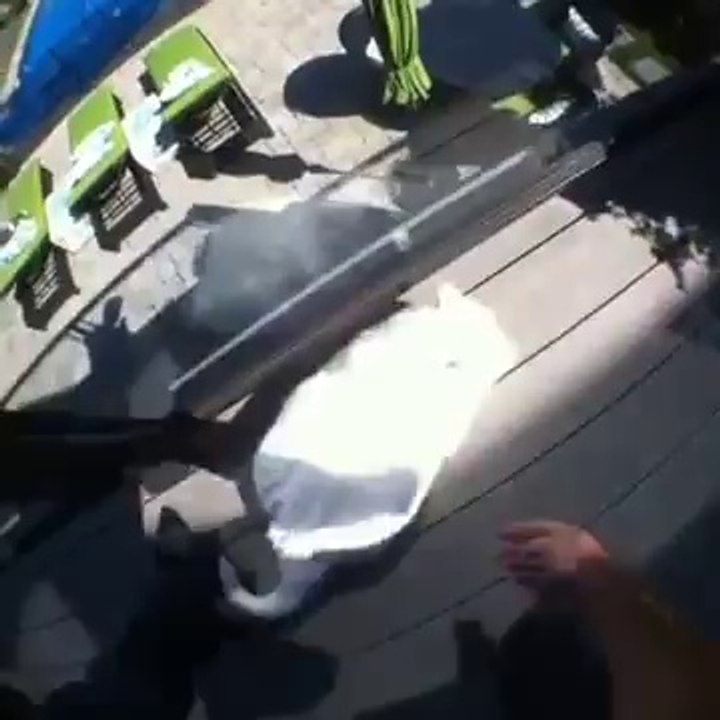 Cat Flying in swimming pool how to make a cat for a swim fail HILARIOUS VINE just funny laughs clip