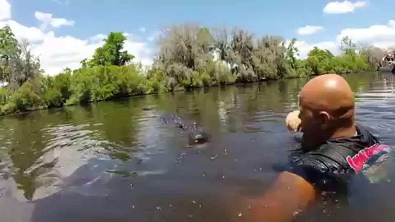 Comment chevaucher un alligator