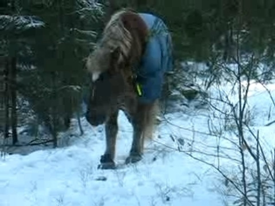 Ville is coming from the forest