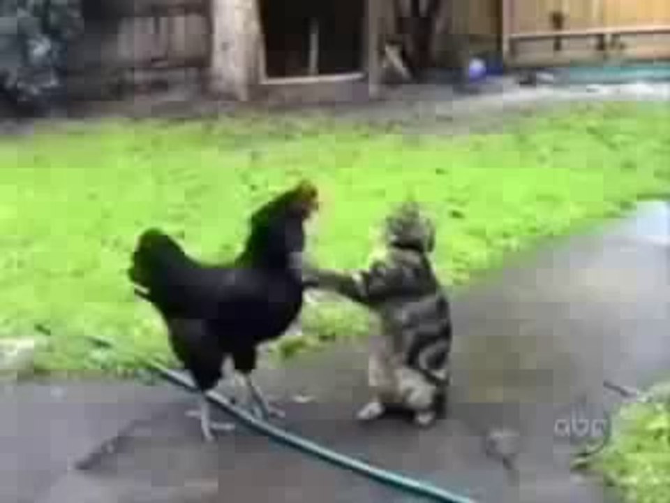 Compilation de chats marrants