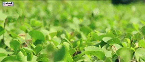 HAJJ - FULL SONG - ALFAAZ - ISHQ BRANDY - NEW PUNJABI MOVIE - LATEST PUNJABI SONGS 2014