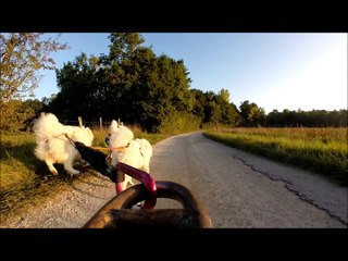 le best of des 4 kms de mes samoyedes