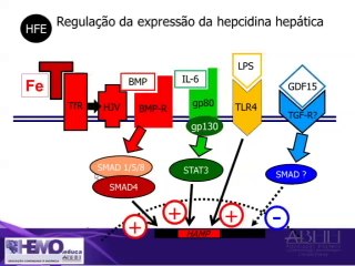 1.2 Fisiologia e Metabolismo do Ferro (Cont.)