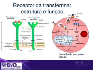 1.4 Diagnóstico da Deficiencia de Ferro na Anemia Ferropriva