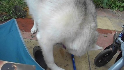 Freya rescuing my cane