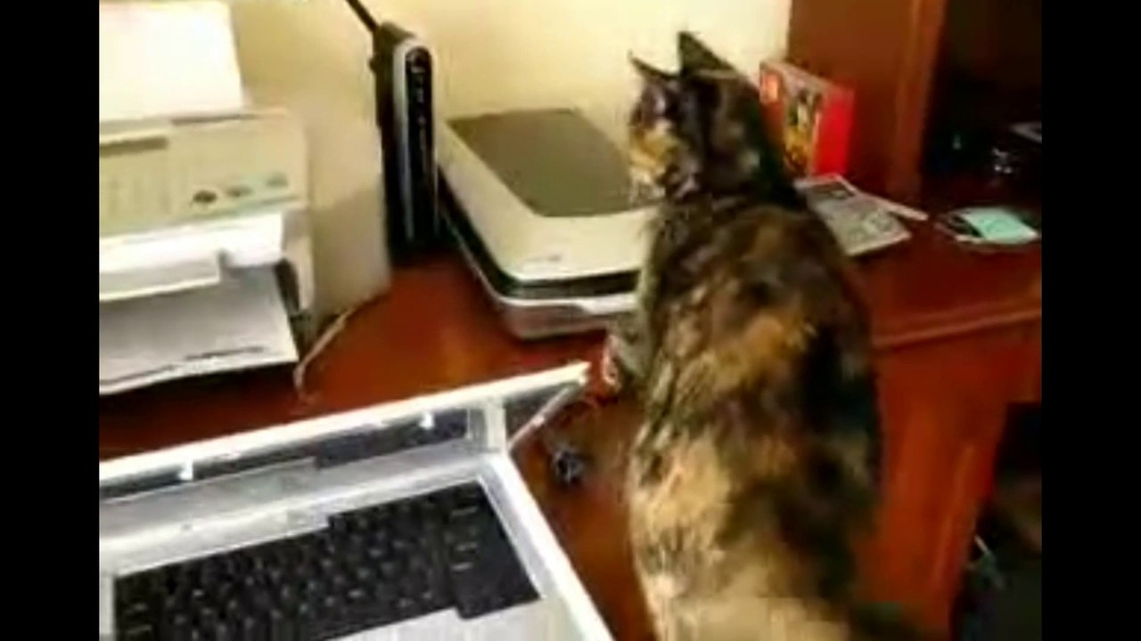 Кошка в офисе
