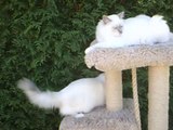 JULIUS et JENNA de la NEF CELESTE - Chatons Sacrés de Birmanie âgés de 5 mois.