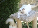 JULIUS et JENNA de la NEF CELESTE  -  Chatons SACRES de BIRMANIE âgés de 5 mois.