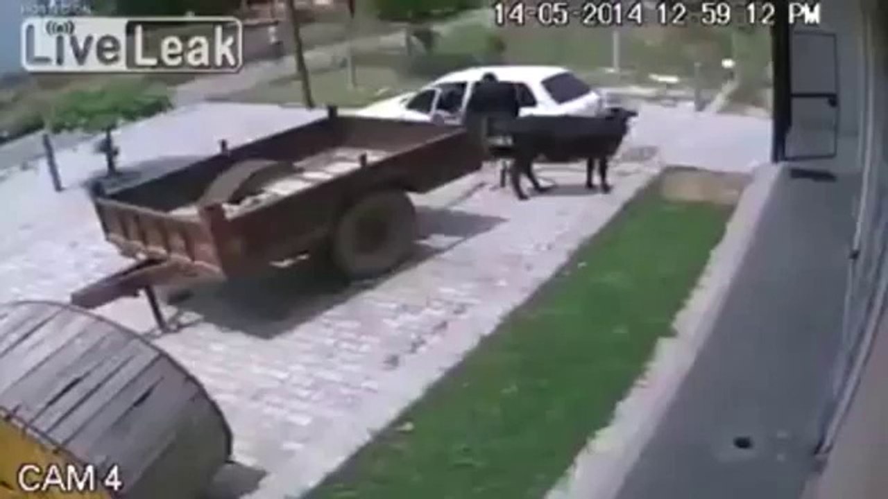 cow kidnaping