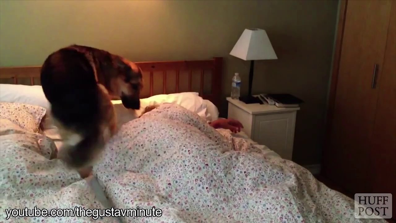 Ces chiens sont les meilleurs réveil-matins