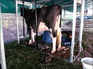 Les vaches se refont une beauté à la foire de Sedan