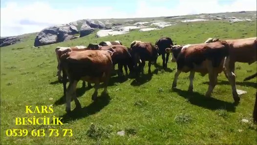 Kars Satılık Montofon Hayvan, Kars Satılık Montofon İnek Fiyatları