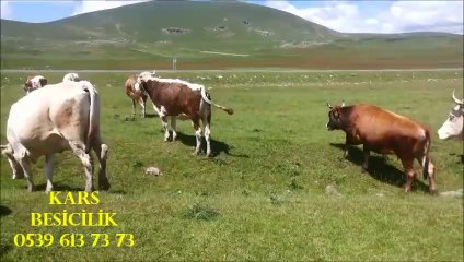 下载视频: Kars Simental Tosun Fiyatları, Kars Simental Yavru Buzağı, Kars Simental Yerli Sığır, Kars Satılık imental Besi Danası,