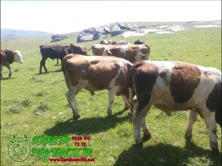 Descargar video: Kars Satılık Simental Boğa, Kars Satılık Simental Boğalar, Kars Satılık Simental Buzağıtları, Kars Satılık Simental Buzağılar, Kars Satılık Simental Dana, Kars satılık Simental Dana Fiyatları,