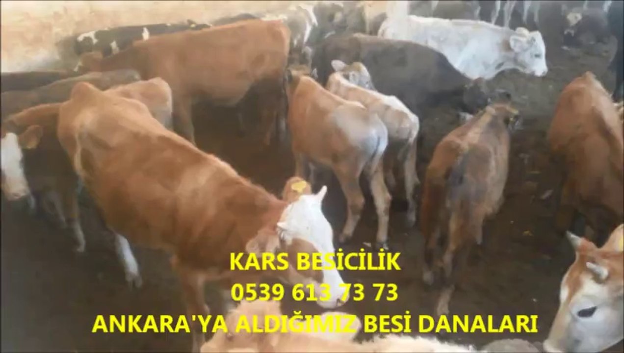 Kars Satılık Simental Dişi Buzağı, Kars Satılık Simental Dişi Düve, Kars Satılık Simental Dişi İnek, Kars Satılık Simental Dişi Sığır, Kars Satılık Simental Düve,