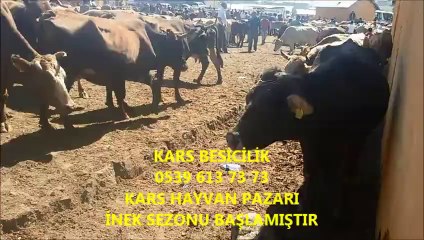 Download Video: Kars Satılık Simental Düve Fiyatları, Kars Satılık Simental Erkek Boğa, Kars Satılık Simental Erkek Dana, Kars Satılık Simental Fiyatları,