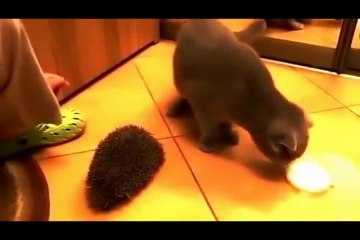 Funny Cats XD   PART 2