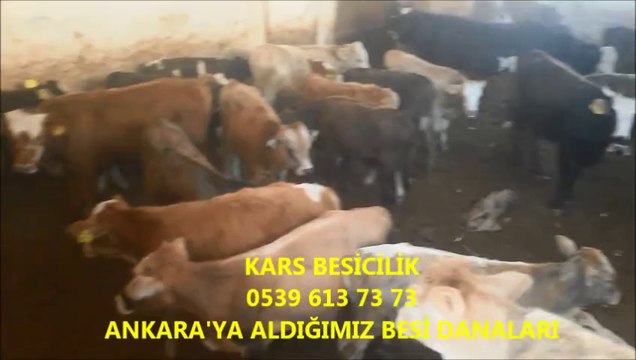 Kars Satılık Simental Gebe Düve, Kars Satılık Simental İnek fiyatları, Kars Satılık simental Sığır, Kars Satılık simental Süt ineği,