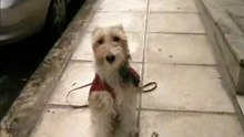 Agapi