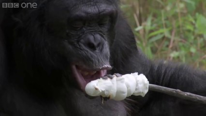 Kamp Ateşi Yakabilen Bonobo Kanzi