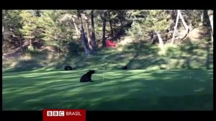 Filhote de urso interrompe partida de golfe com dancinha