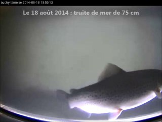 Vidéo-comptage à  Auchy-lès-Hesdin