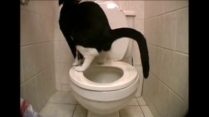 Сознательные котики