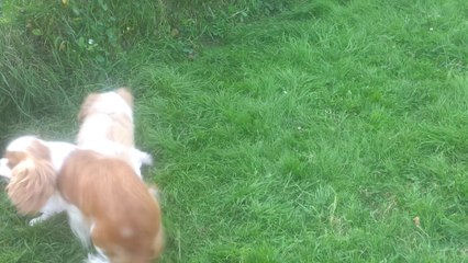 CKC Portée Karl X Honey 9 semaines