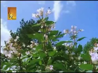 Hamd Karty Hain Teri (Lubna Iqbal)