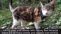 Blind Cat Loves The Outdoors So Much She Goes For Hikes, Rides on a Backpack