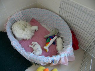 3 éme semaine  Les chiots westie d'halliénor et CH. Fraggle rock