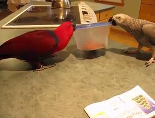 Emme and Dusty working as a Team to break into the Cookie Jar