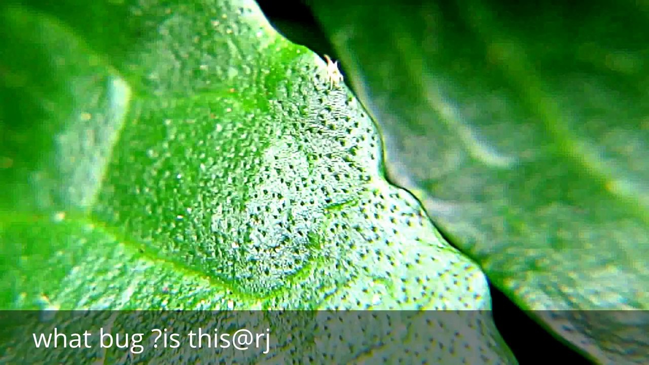 RARE FOOTAGE,AMAZING ACT OF NATURE, A BUG LIKE A CHALK POWDER.