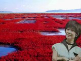 サンゴ草咲く日に（能取湖・網走）・・芹洋子